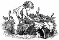 Wood Magic: A Fable